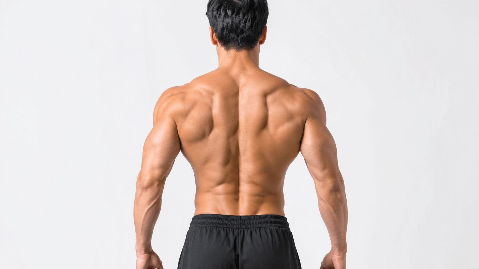 広背筋・僧帽筋・脊柱起立筋など背中の筋肉の位置を示すイメージ